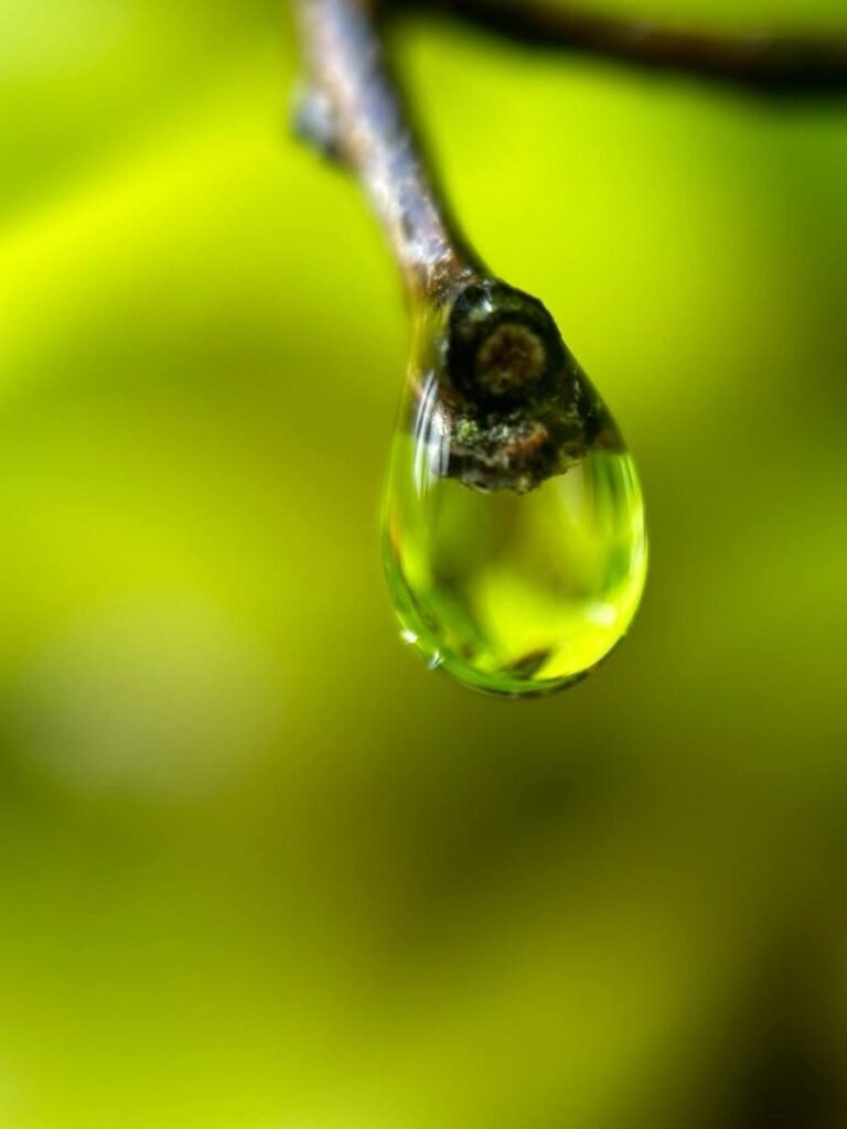 macro photo of water drop